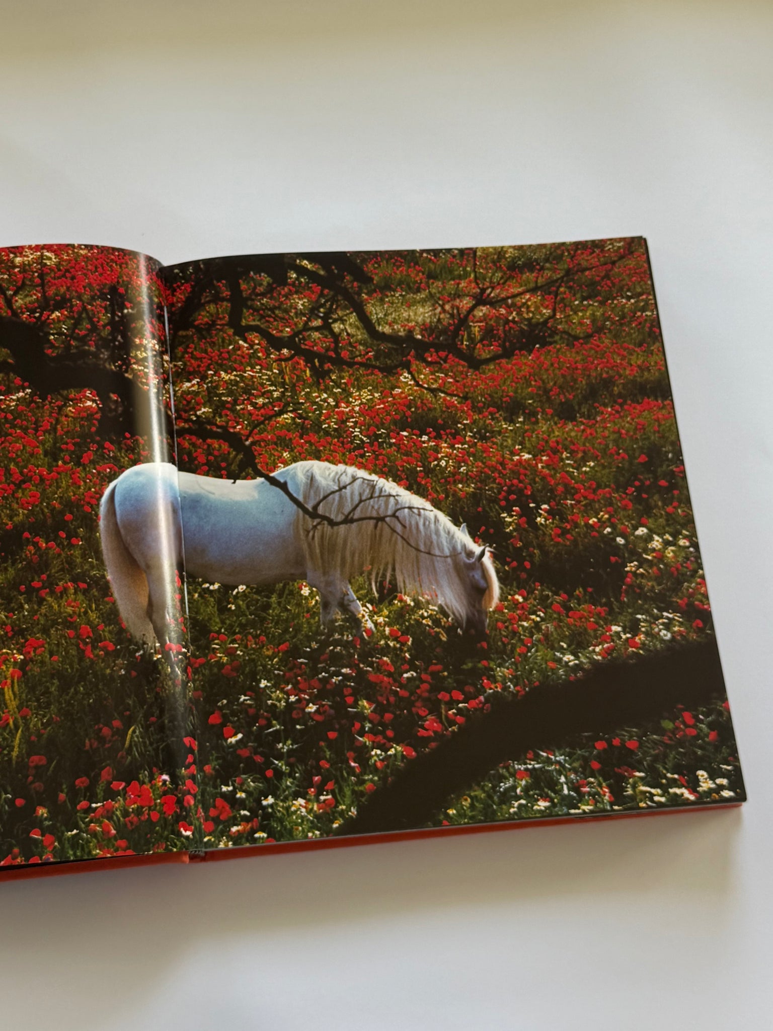 Equus: The creation of a horse