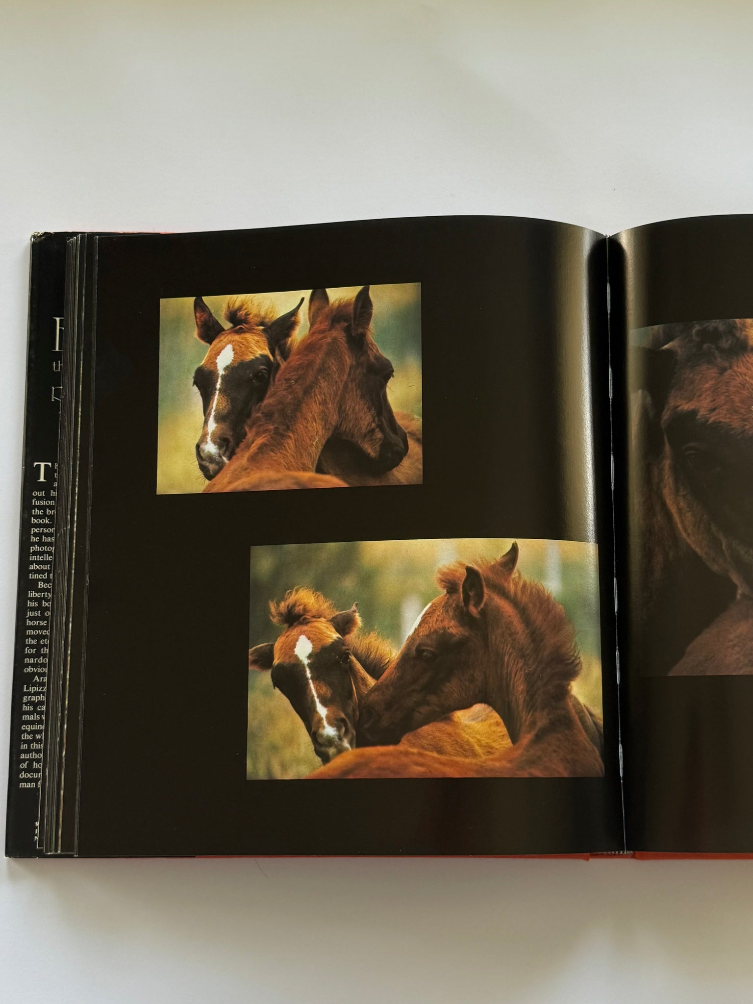 Equus: The creation of a horse