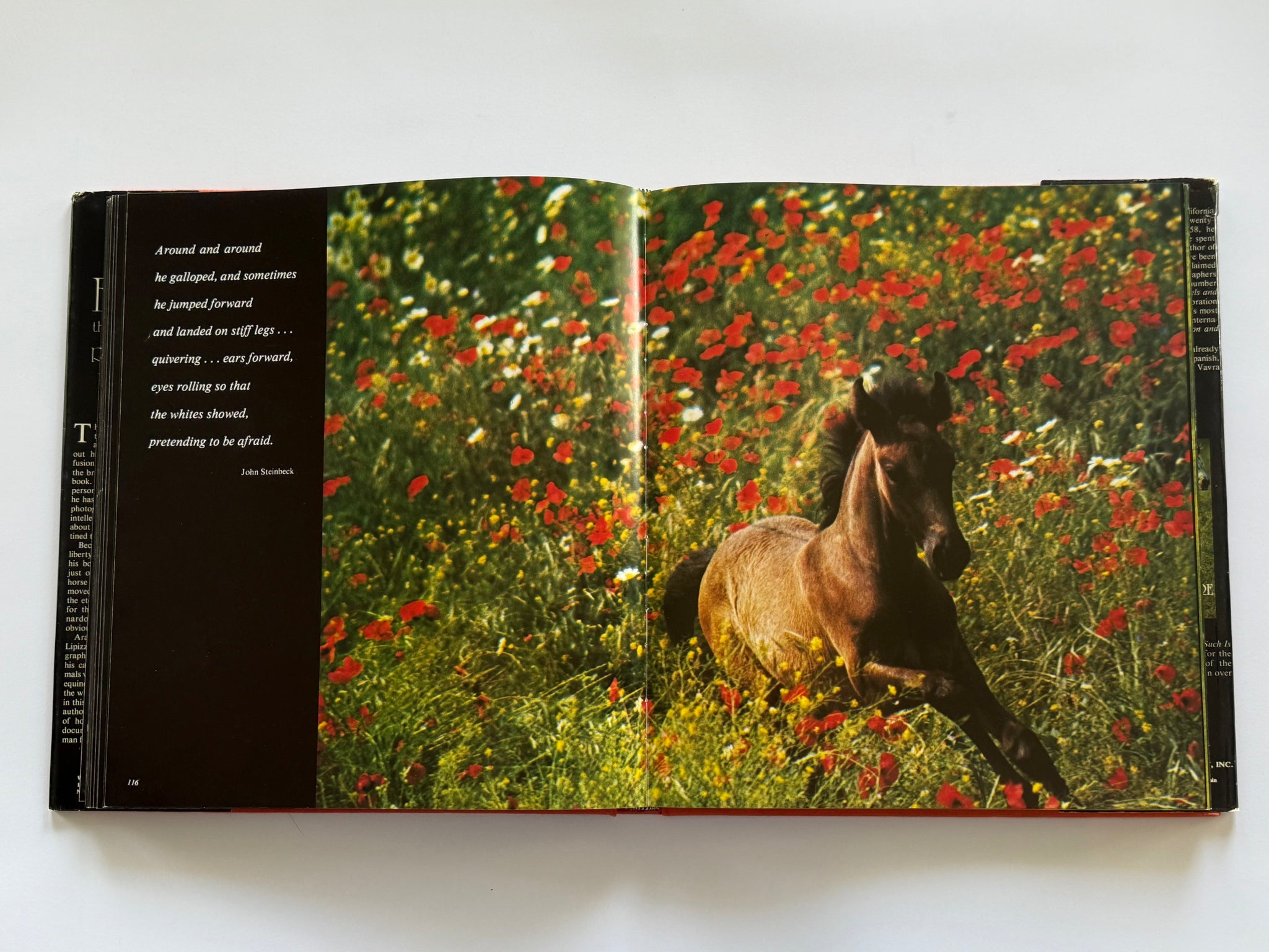 Equus: The creation of a horse